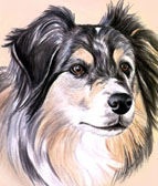 Australian Shepherd